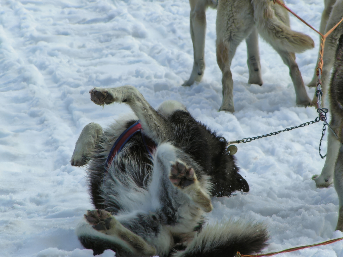 Dog Sled Camp - Denali Village