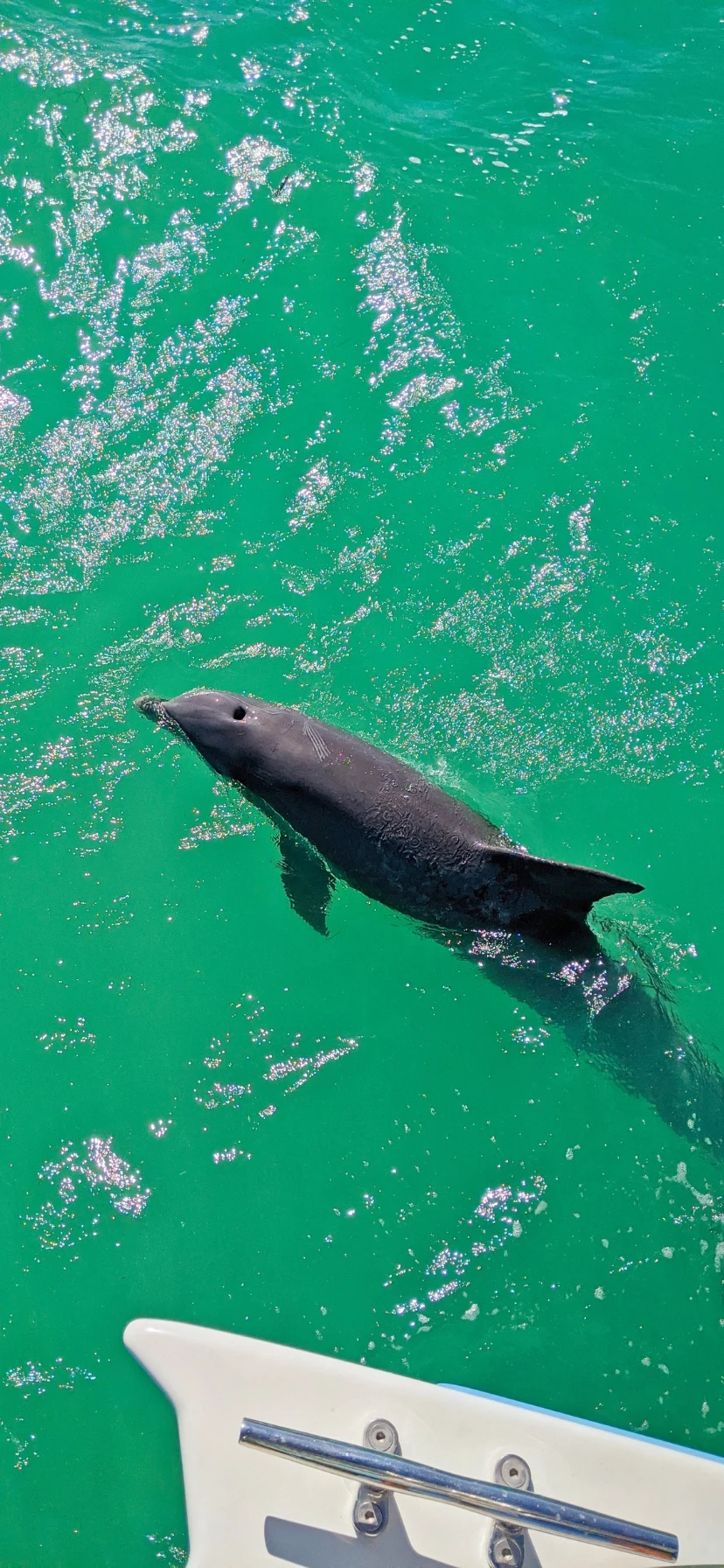 Dolphin from Wildlife Tour in Florida Keys