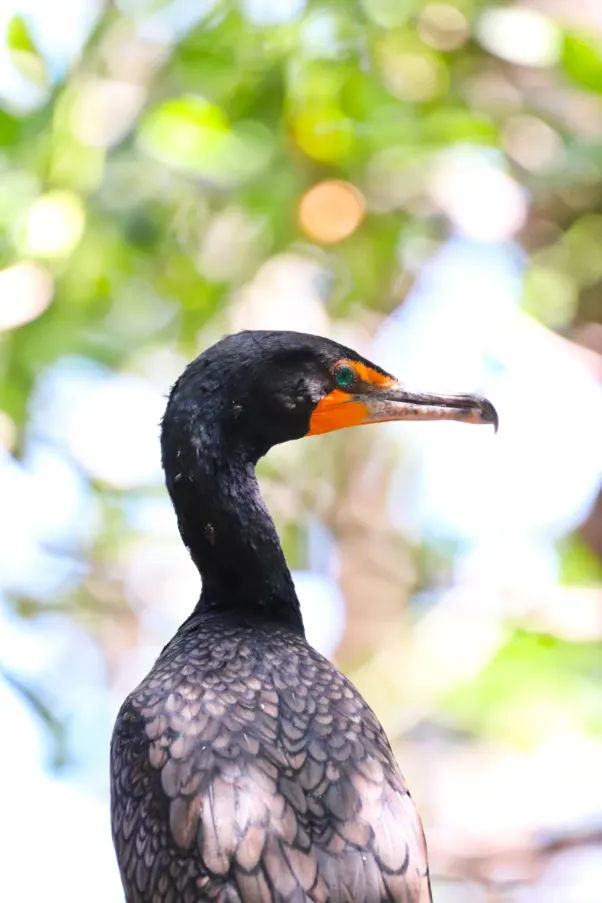 Double Crested Cormorant up close in Key West National Wildlife Refuge Florida Keys 3