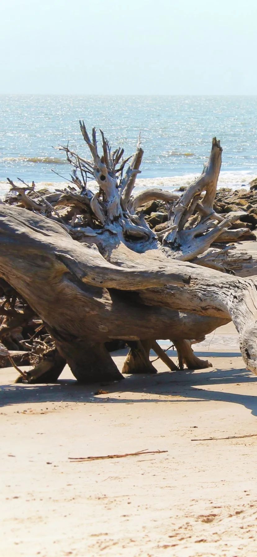 Driftwood Beach at Jekyll Island Georgia