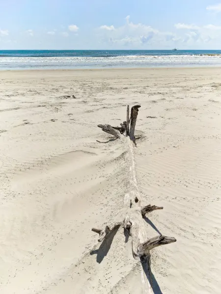 Driftwood on Beach at Cumberland Island National Seashore Coastal Georgia 1