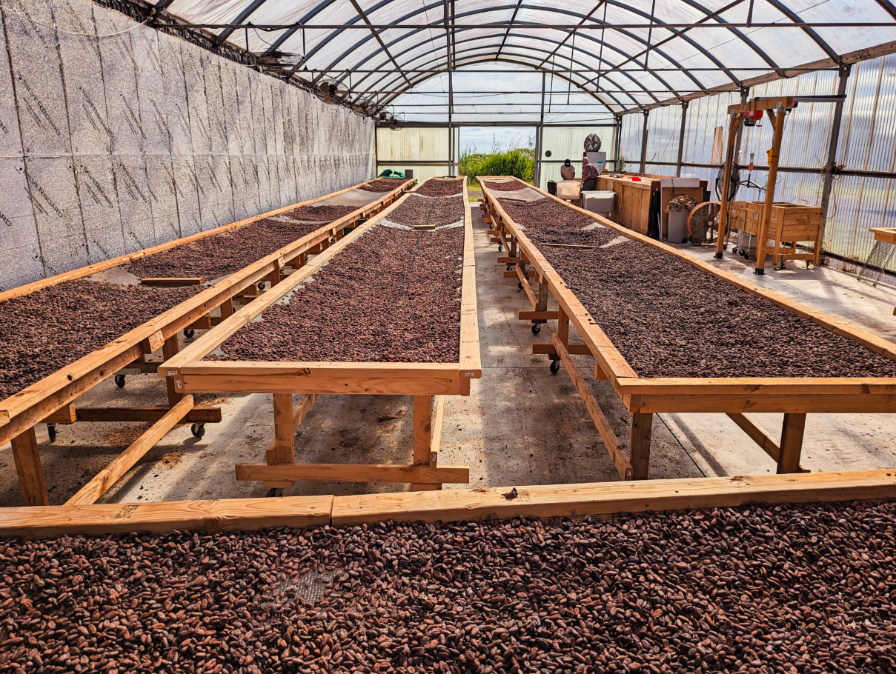 Drying Cocoa Beans on Chocolate Tour at Lavaloha Cacao Farm Hilo Big Island Hawaii 1