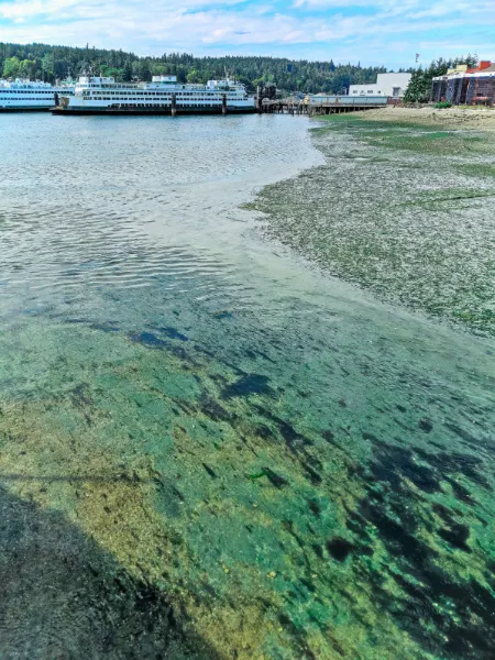 Eagle Harbor at low tide Bainbridge Island Washington 1