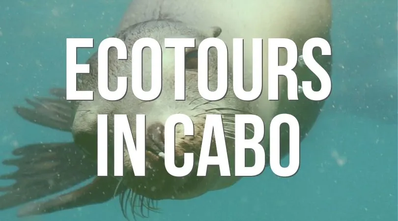 Ecotours in Cabo Landing