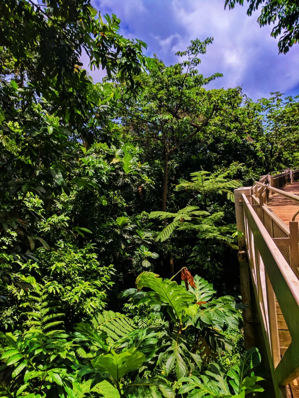 El Portal canopy walk Rainforest El Yunque National Forest Puerto Rico 1