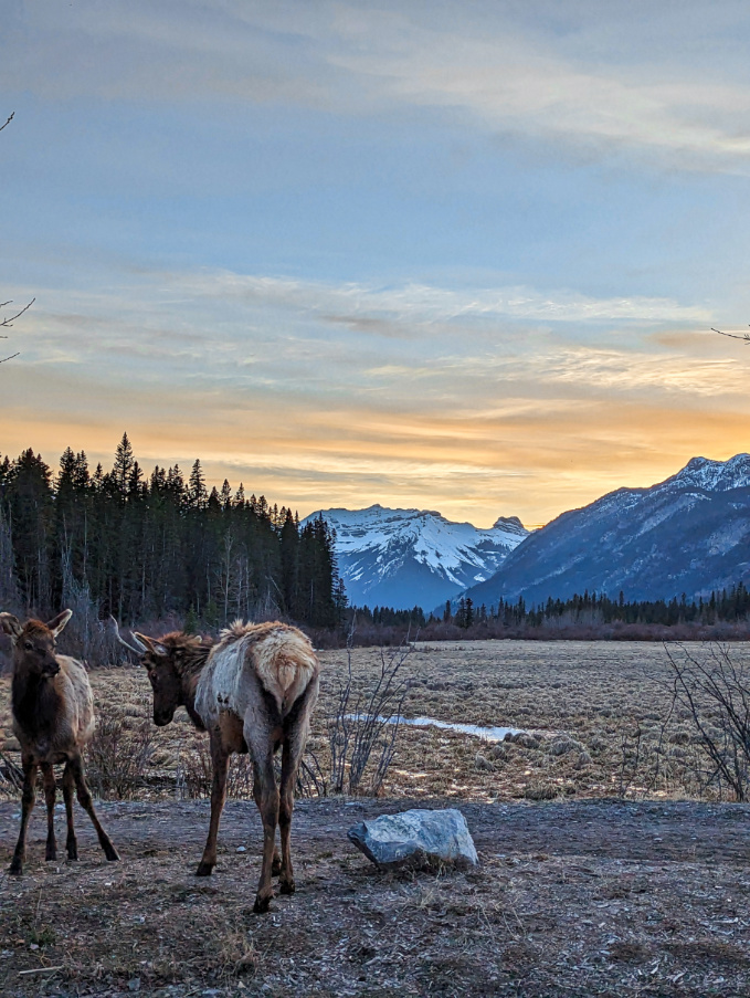 Elk Crossing at sunset with Canadian Rockies Banff Alberta 3