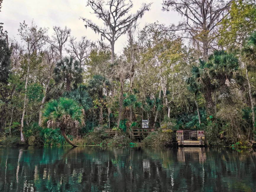 End of Orange Trail on Silver River in Silver Springs State Park Ocala Florida 5