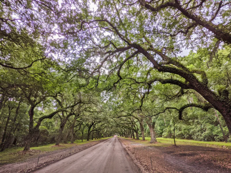 Epic Live Oak Tree Tunnel at Wormsloe Historic Site Coastal Georgia Savannah 2