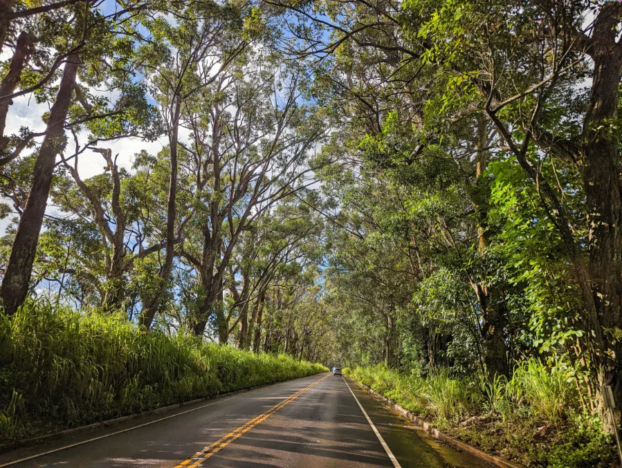 Eucalyptus Tree Tunnel to Koloa South Shore Kauai Hawaii 1