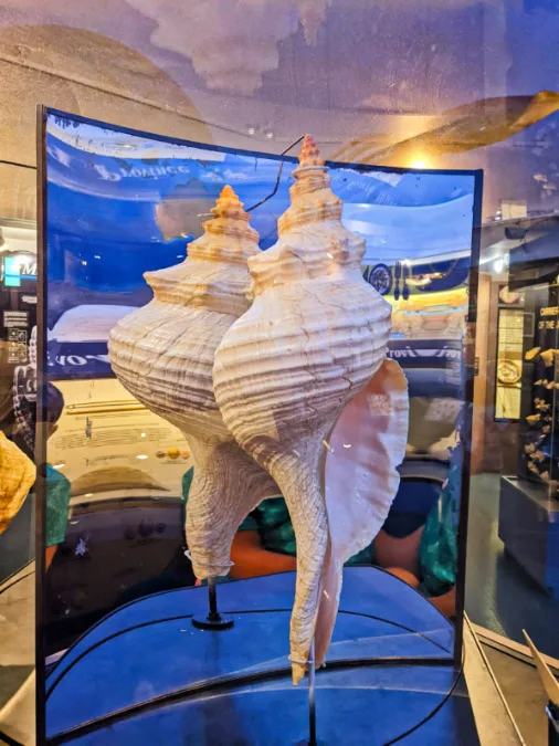 Exhibits at Bailey Matthews National Shell Museum Sanibel Island Fort Myers Florida 3