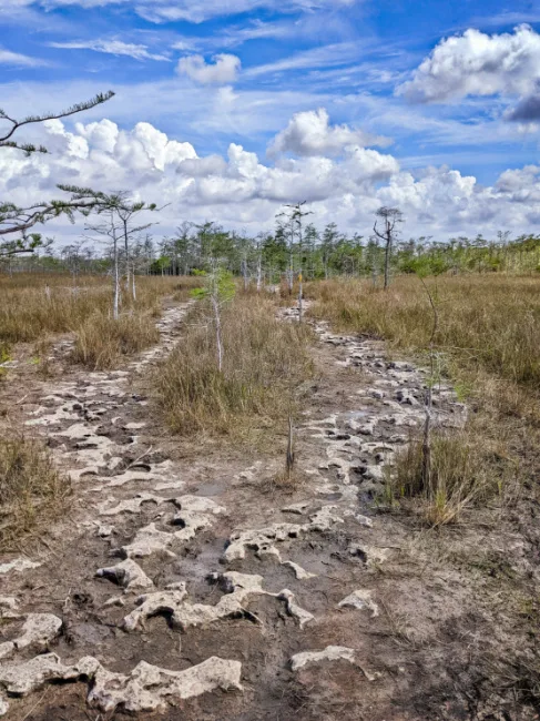 Exposed Rock at Gator Hook Swamp Trail Big Cypress National Preserve Florida 1