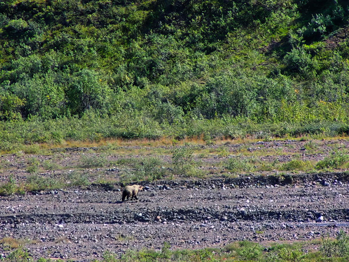 Fall Colors with Grizzly on Toklat River Denali Alaska