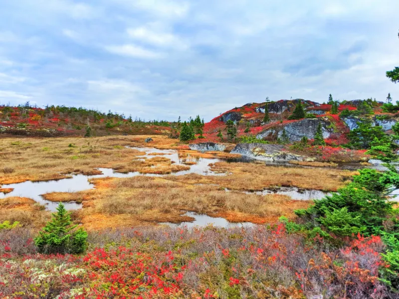 Fall Colours wild blueberry bushes Duncans Cove Preservation Area Nova Scotia 3
