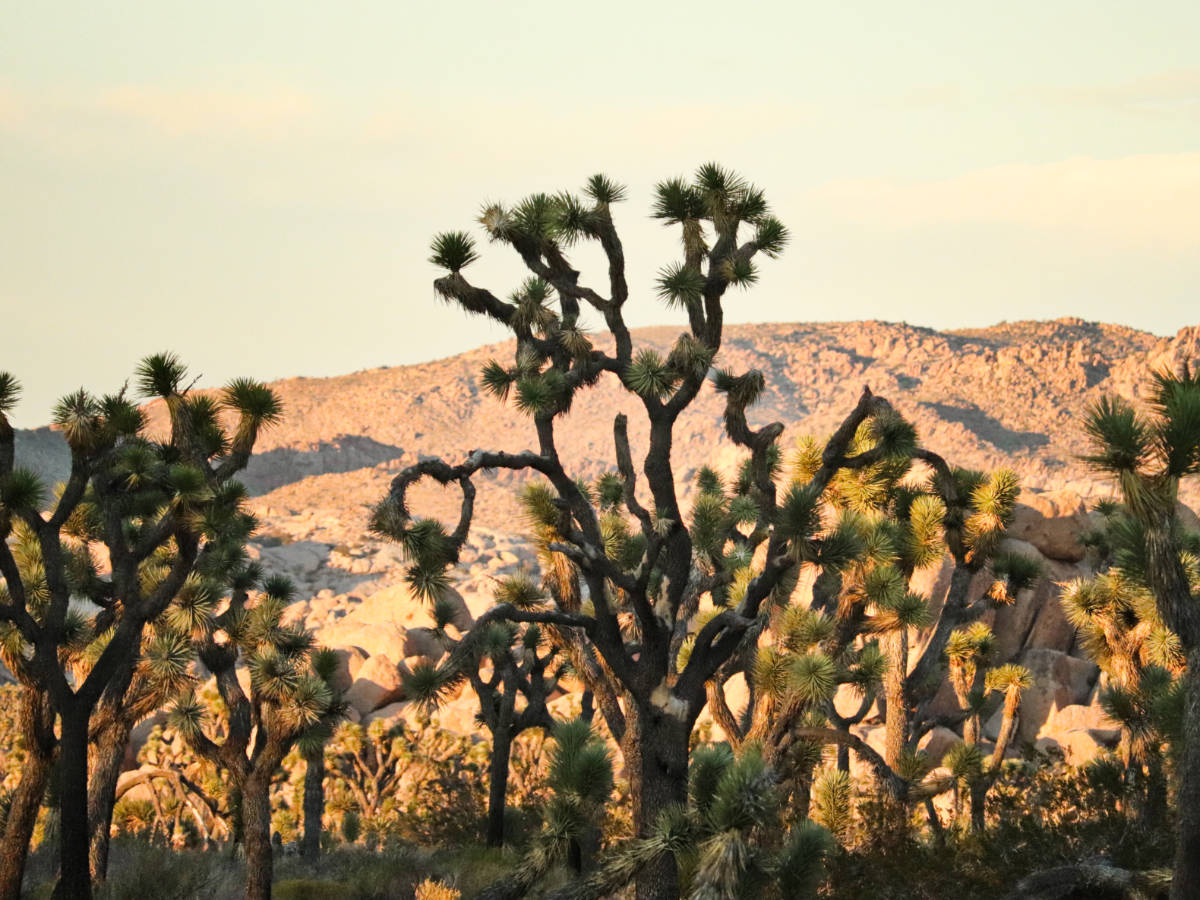 Field of Joshua Trees in Joshua Tree National Park California 3b