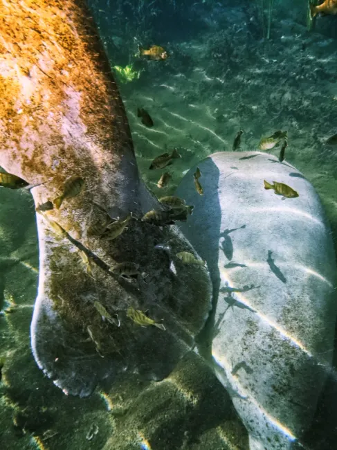 Fish and Manatees Underwater at Silver Springs State Park Ocala Florida 14