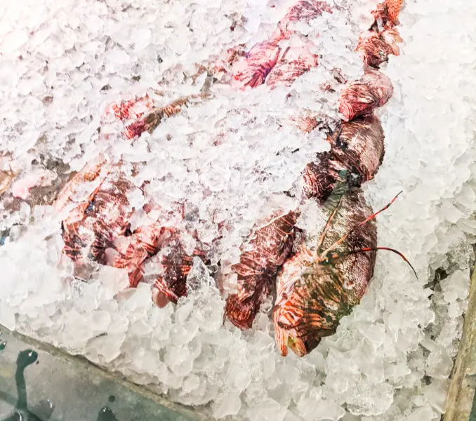 Fish on ice at Fishermans Dock Saint Augustine Beach 1