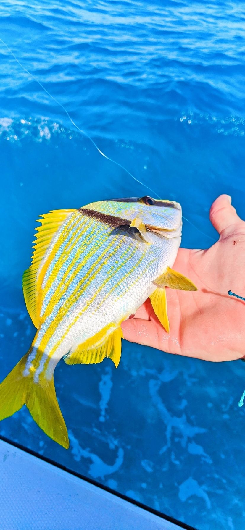 Fishing for Yellow Snapper Marathon Florida Keys