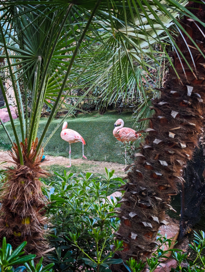 Flamingo Habitat at Flamingo Hotel Casino Las Vegas Nevada 1
