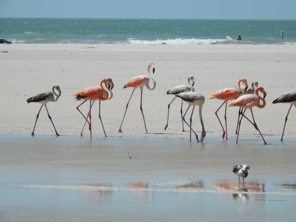Flamingos at Treasure Island Tarpon Springs Florida Gulf Coast 1
