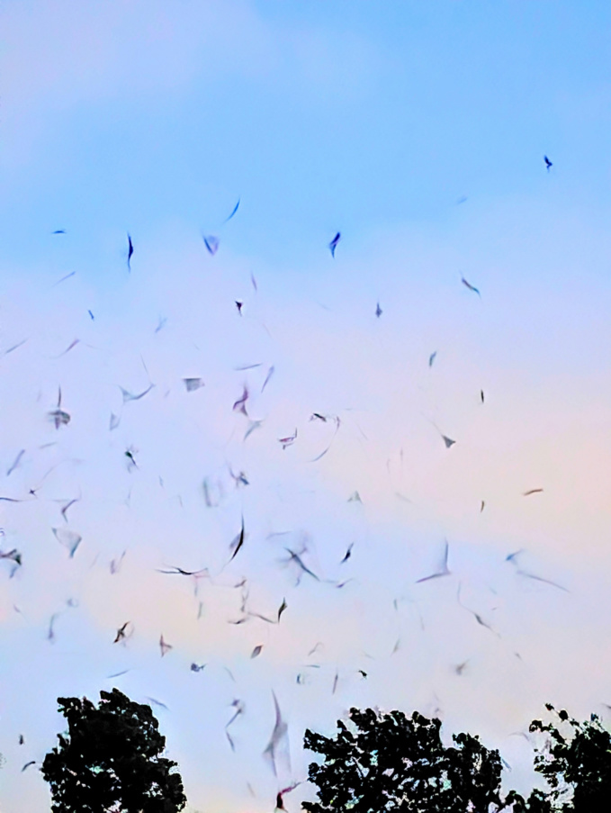 Flock of Bats at Sunset Waugh Bridge Bat Colony Houston Texas 1