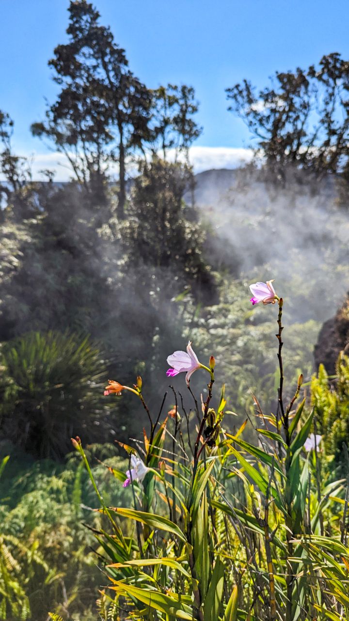 Flowers Growing in Steam Vent in Hawaii Volcanoes National Park