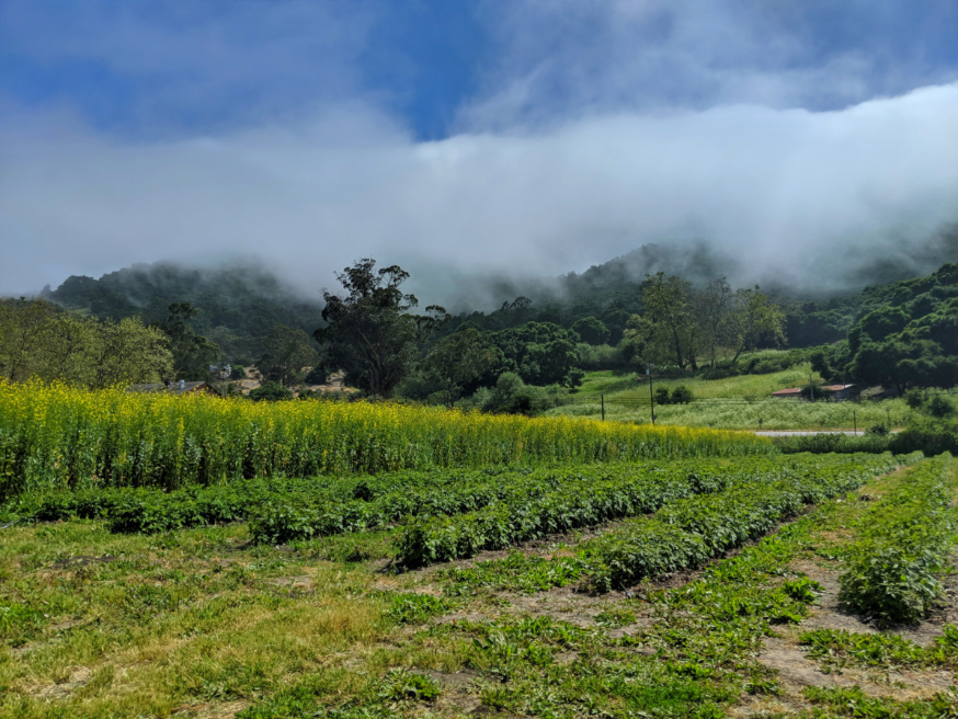 Fog rolling over hills at Avila Valley Barn Central Coast California 2