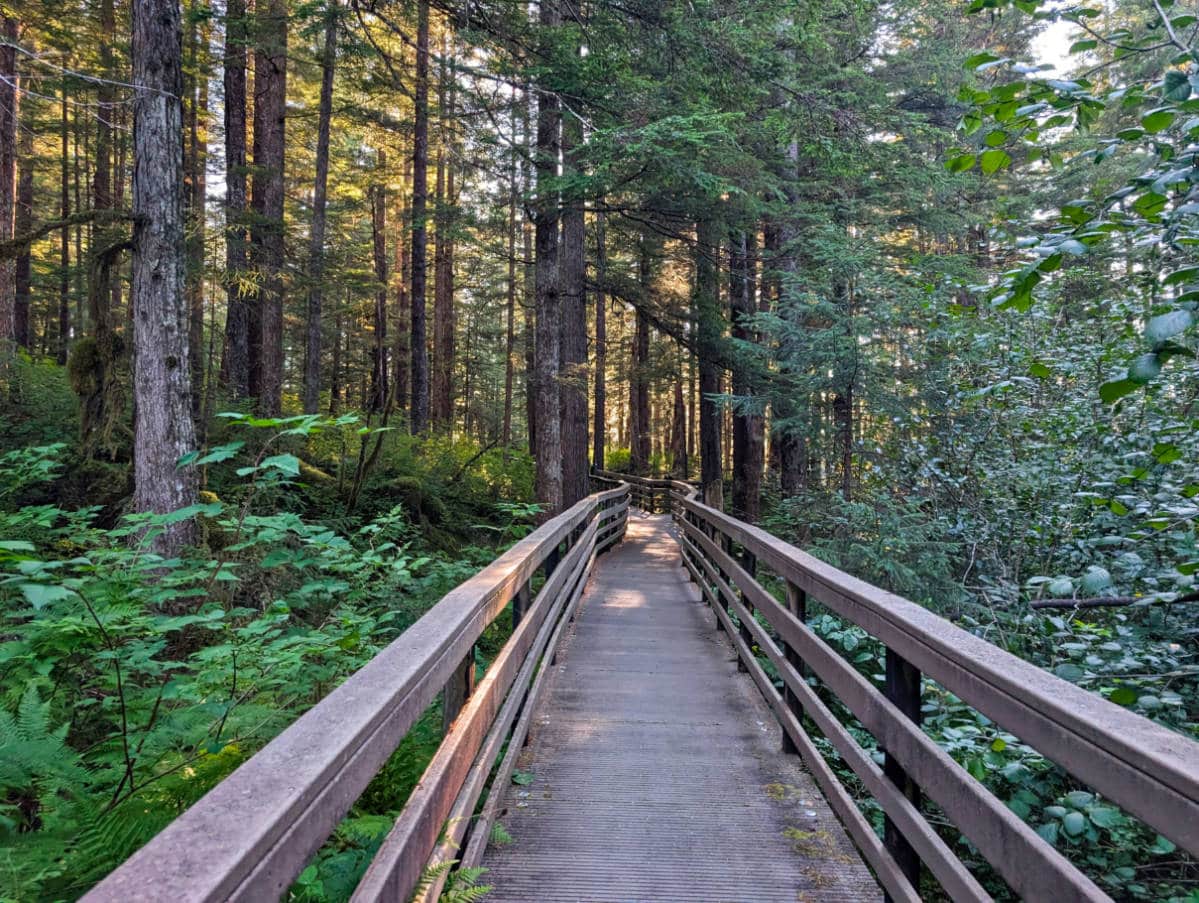 Forest Trail at Bartlett Cove in Glacier Bay National Park Gustavus Alaska 3