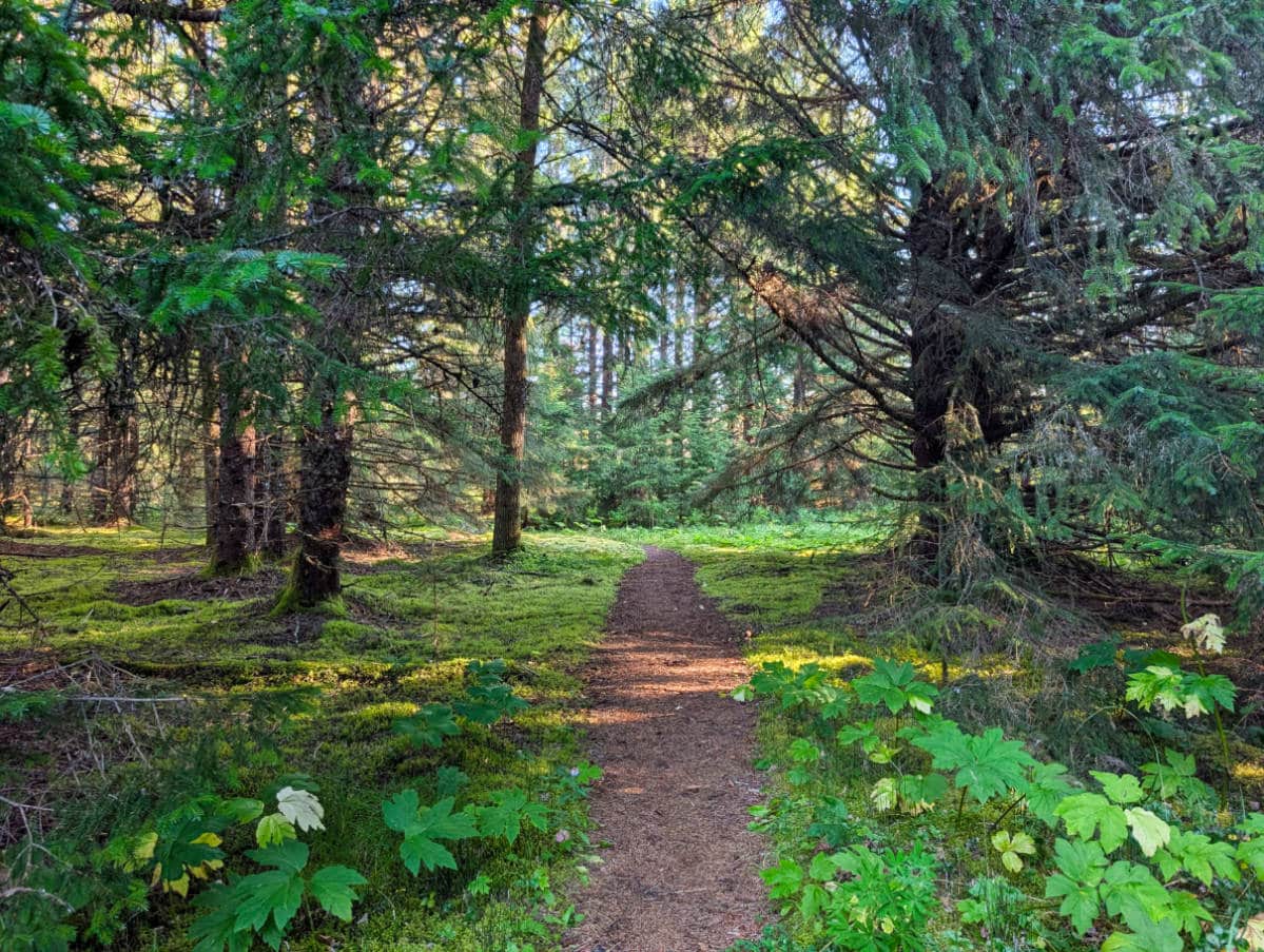 Forest at Nagoonberry Loop Trail in Gustavus Alaska 1