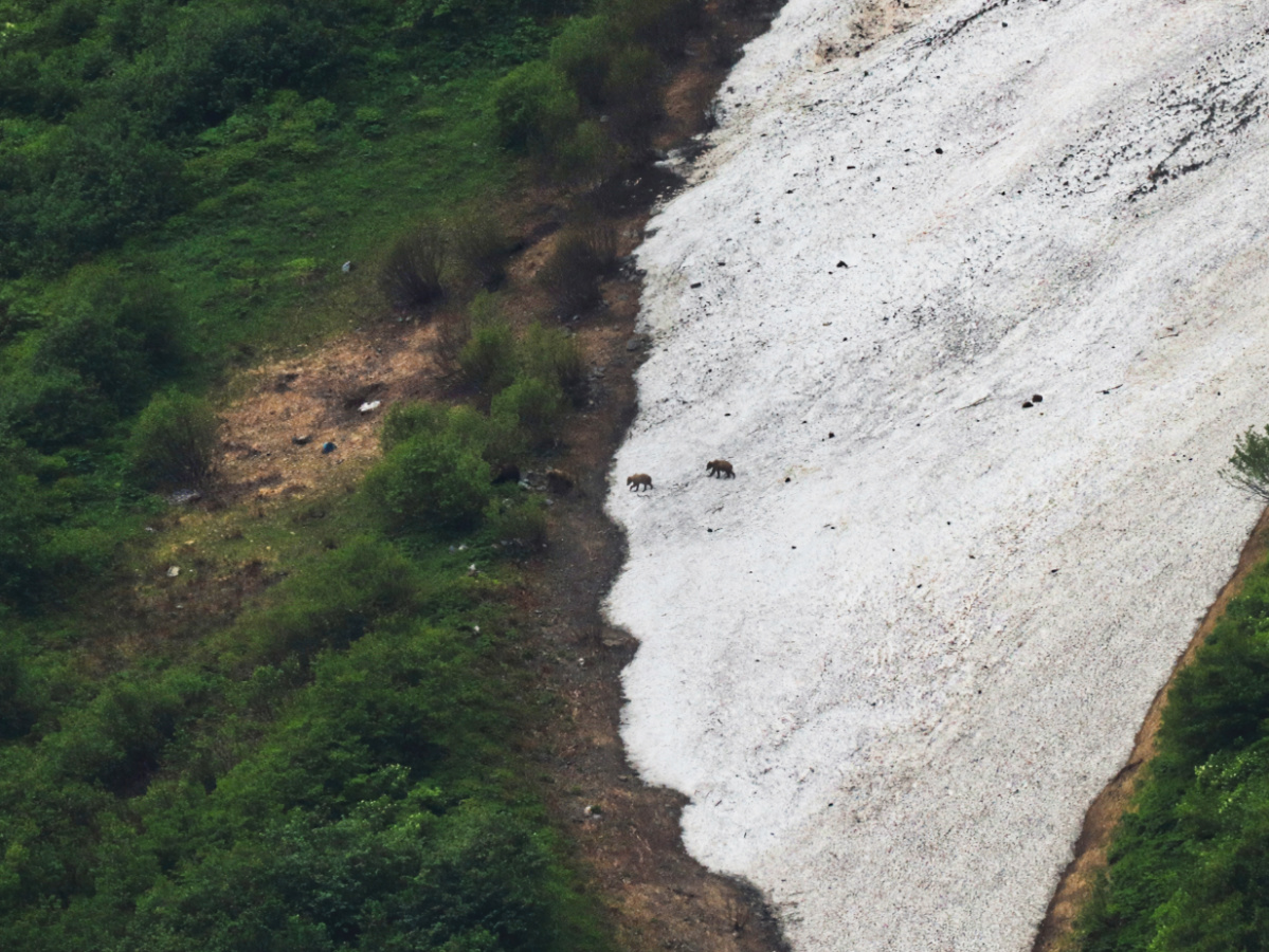 Four Alaskan Brown Bears Crossing Glacier in Kenai Fjords National Park Alaska 1