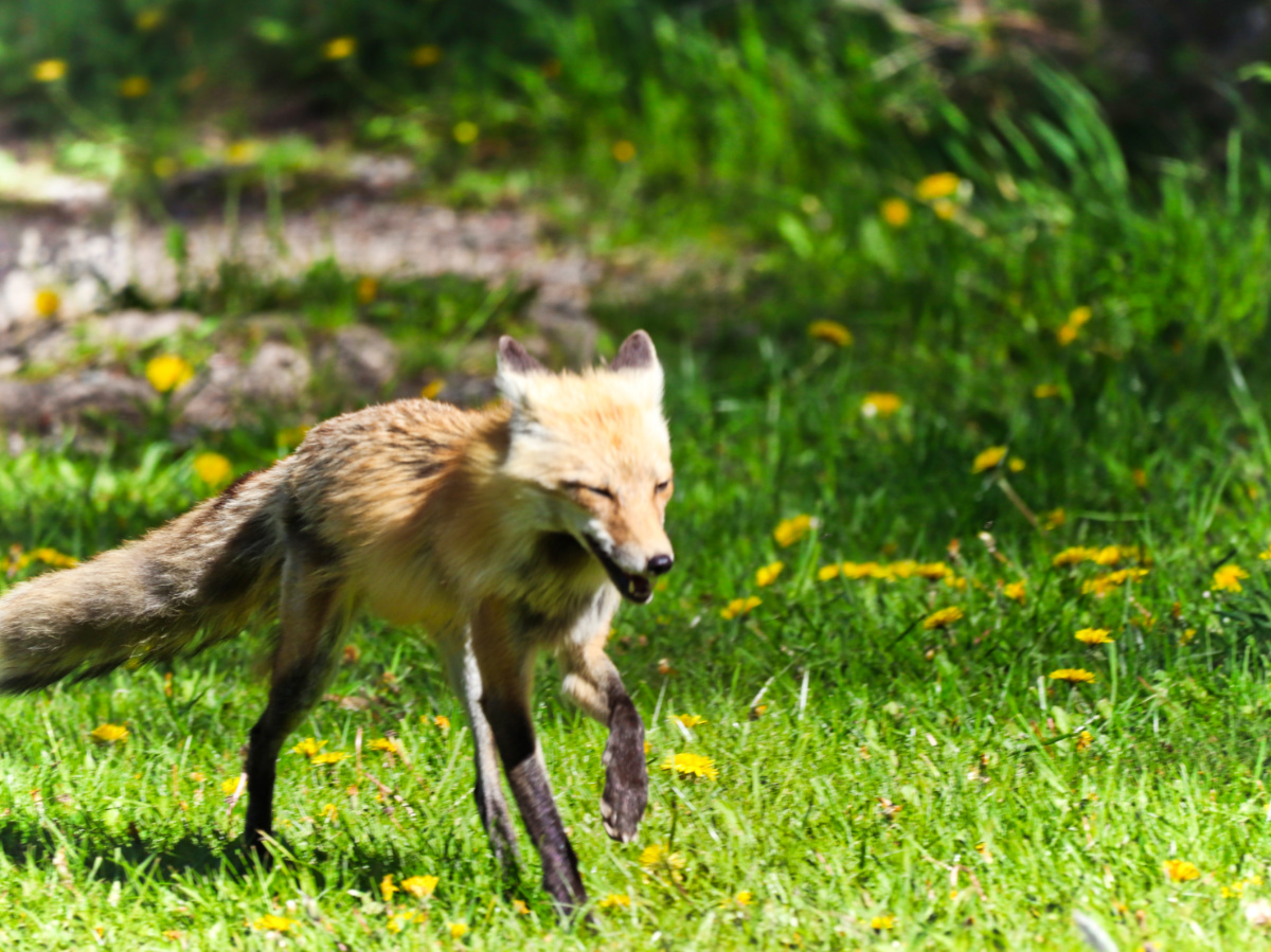 Fox in Waterton Lakes National Park Alberta Canada 1