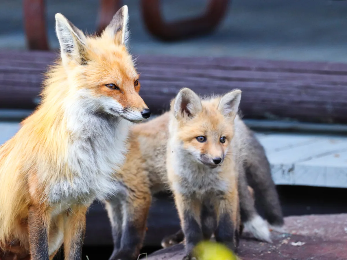 Fox with Kit baby at Two Medicine General Store Glacier National Park Montana 1