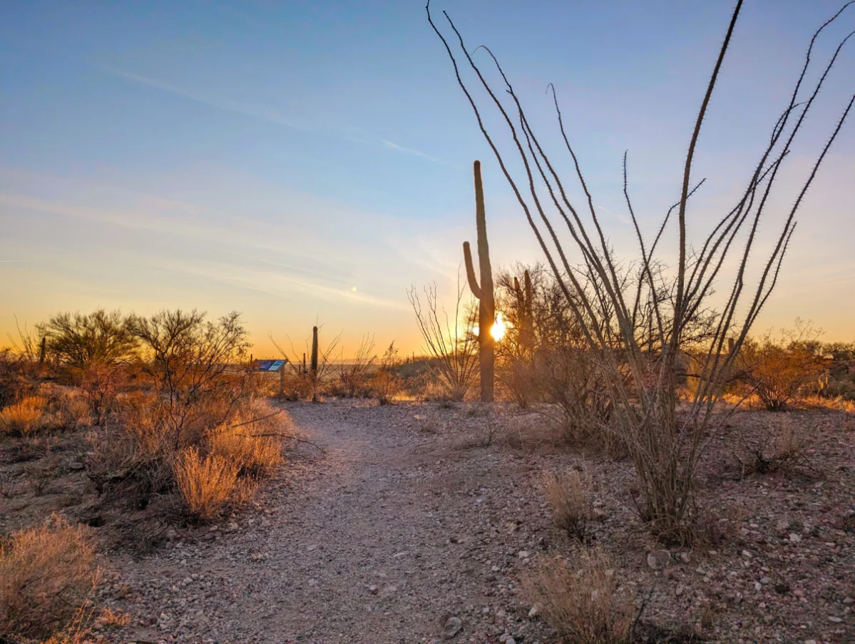 Freeman Homestead Trail in Rincon District Saguaro National Park Arizona 1