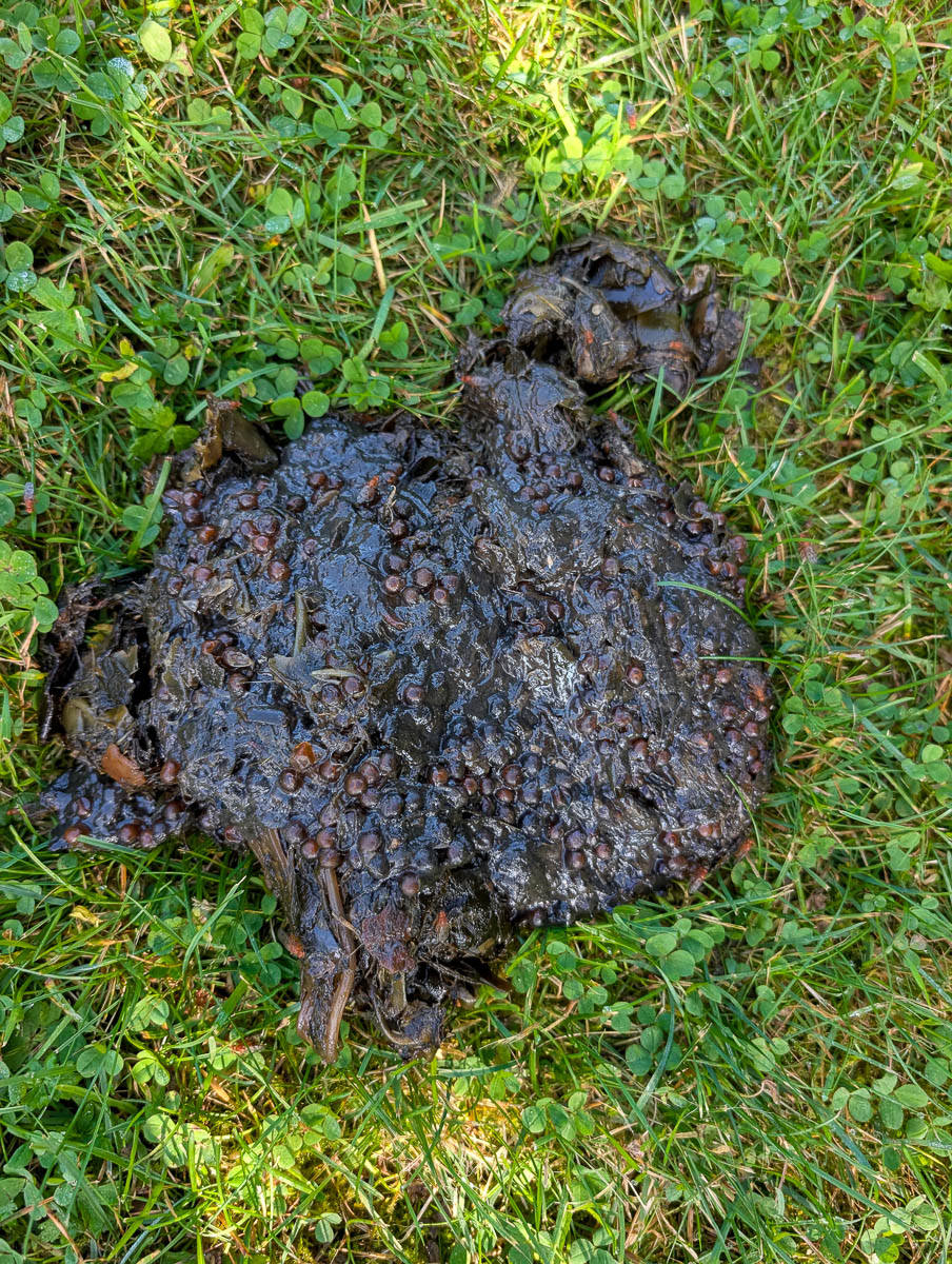 Fresh Bear Scat on Termination Point Trail at White Sands Beach Kodiak Alaska 1