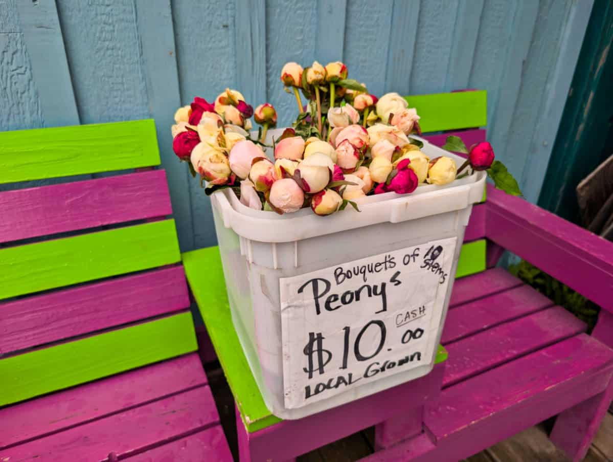 Fresh Peonies for sale on Homer Spit Homer Alaska 1