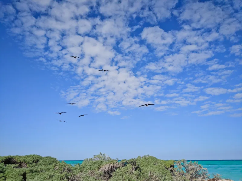 Frigate Birds on Bush Key at Dry Tortugas National Park Key West Florida Keys 2020 5