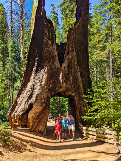 Full Taylor Family at Tuolumne Grove Yosemite National Park California