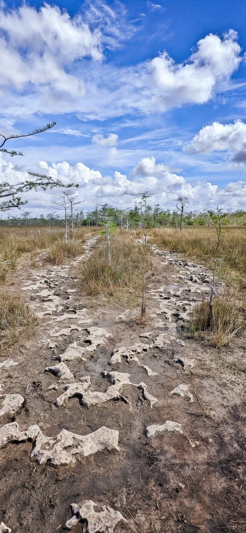 Gator Hook Stone Trail in Big Cypress National Preserve Florida