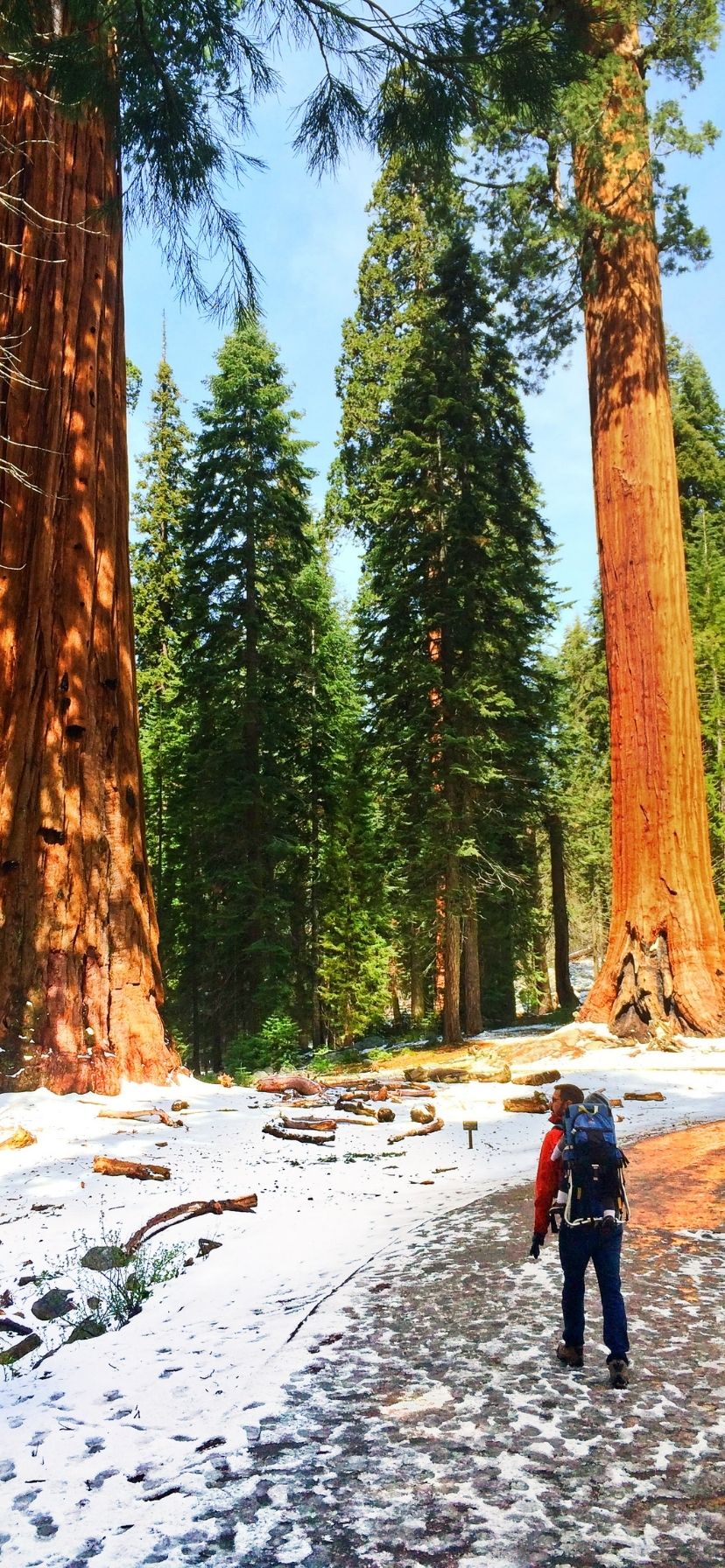 Giant Forest in Sequoia National Park California