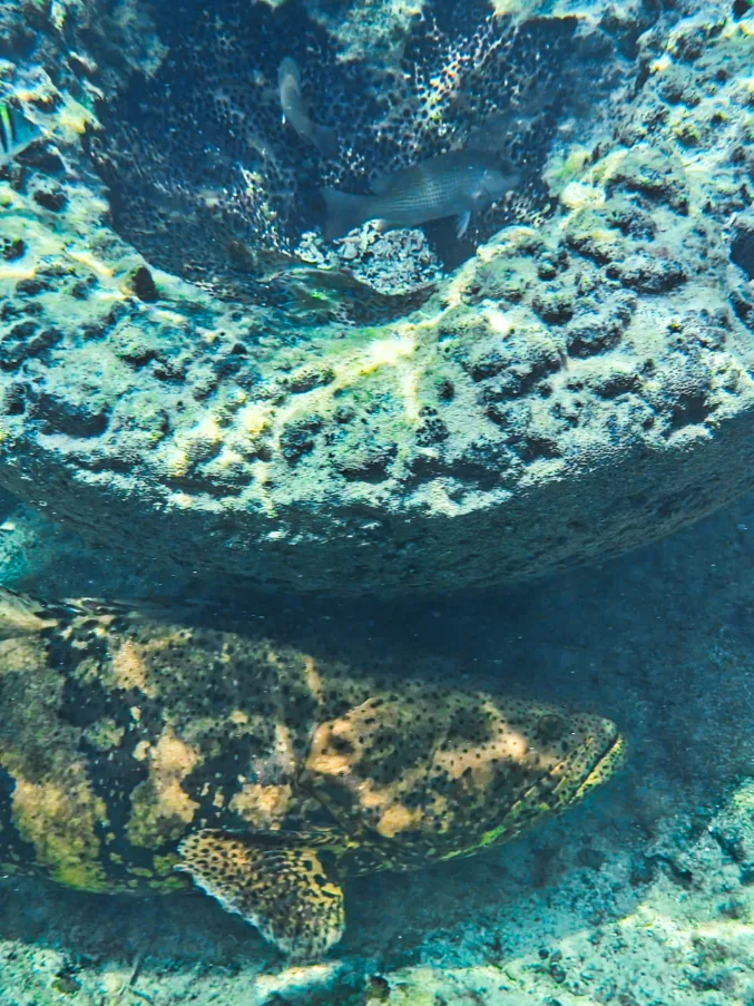 Giant Grouper and Sponge in Key West National Wildlife Refuge Florida Keys 2
