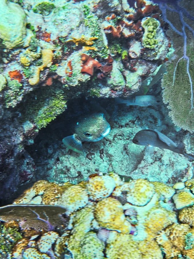 Giant Porcupine Fish at Sombrero Reef National Marine Sanctuary Florida Keys 2
