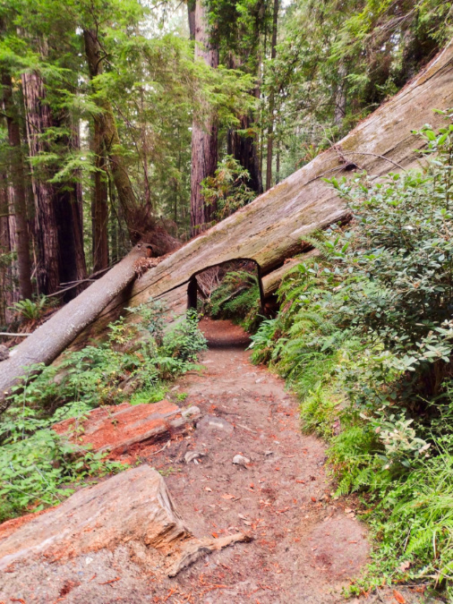 Giant Redwood Tree Tunnel on Tall Trees Trail Redwood National Park California 1