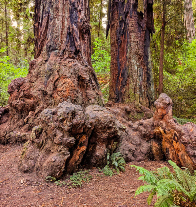 Giant Redwood on Jedidiah Smith River Trail Redwood National Park California 1