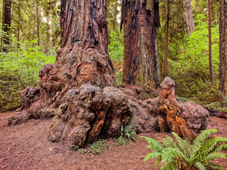 Favorite Things to Do in Redwood National Park