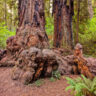 Giant Redwood on Jedidiah Smith River Trail Redwood National Park California 1
