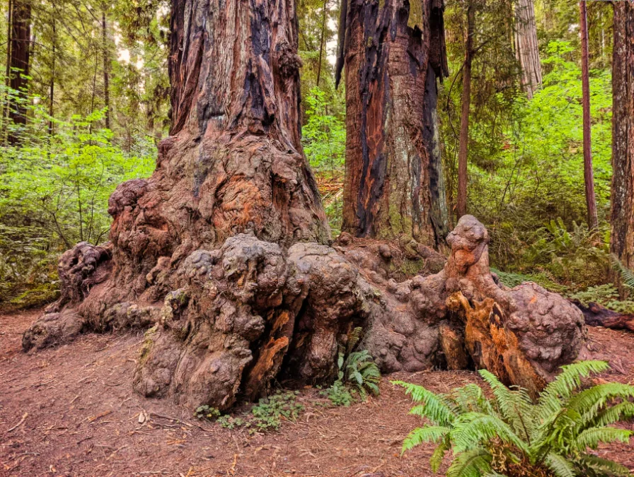 Giant Redwood on Jedidiah Smith River Trail Redwood National Park California 1