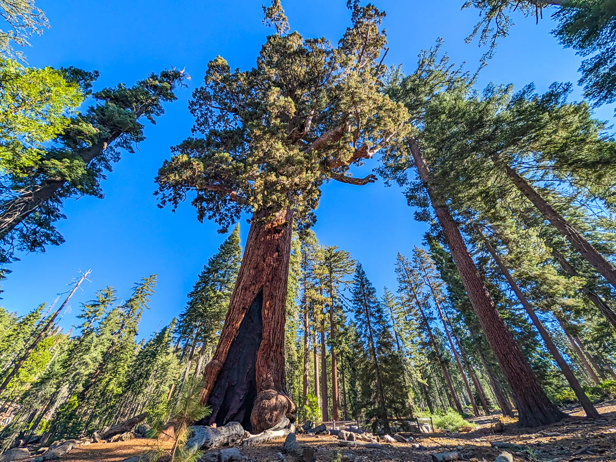 Giant Sequoias at Mariposa Grove Yosemite National Park California 8