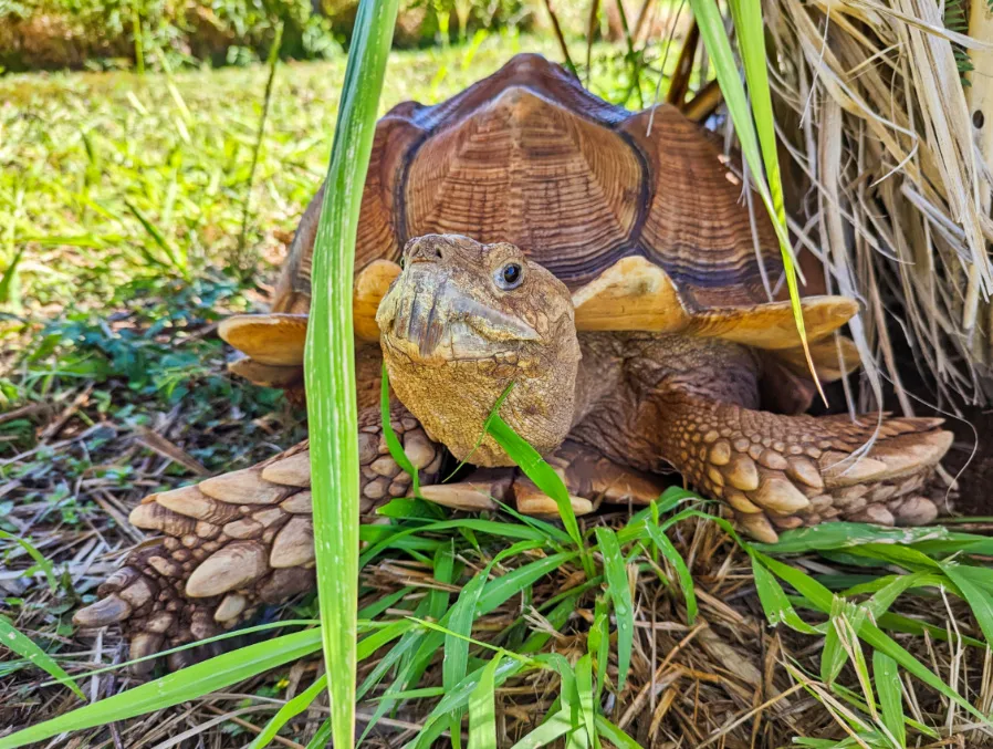 Giant Sulcata Tortoise at Makauwahi Cave Reserve Poipu Koloa South Shore Kauai Hawaii 2