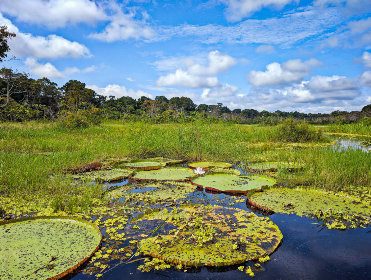 Giant Water Lilies in Peruvian Amazon 3