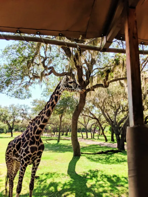 Giraffe on Kilimanjaro Safari Africa Disneys Animal Kingdom Disney World Orlando Florida 1