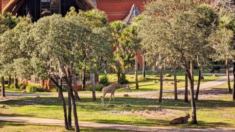 Giraffe on Savannah by Jambo House Lobby Animal Kingdom Lodge Walt Disney World Orlando 2